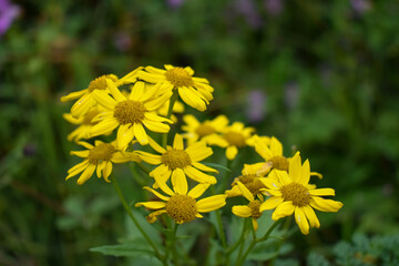 Yellow Himalayan Flower Senecio Laetus(Ragwort, Zerjum) blooming in bunch with green bokeh background. Captured at Saraswati river during trip to last indian village Mana in Uttarkhand,India.