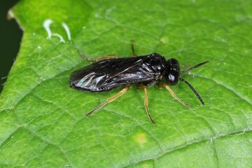Pear and cherry slugs (Caliroa cerasi) is a f sawfly of the family Tenthredinidae. It is important pest of orchards with pear and cherry trees.