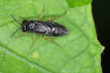 Pear and cherry slugs (Caliroa cerasi) is a f sawfly of the family Tenthredinidae. It is important pest of orchards with pear and cherry trees.