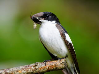 black capped bird