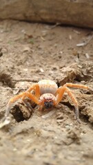 crab on the sand