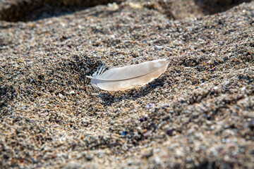 Sunlight passing through a bird's white feather fallen on sand.