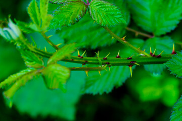 close up of young bramble stalk with thorns