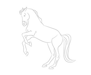 horse vector illustration, line drawing, vector