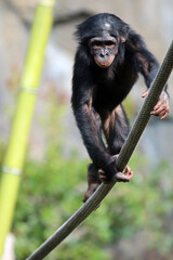 Bonobo at San Diego Zoo