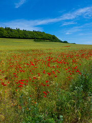 Fototapeta na wymiar Poppy Field near Guildford Surrey England