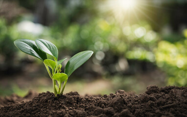 Young plant are growing on the ground  in garden on nature background with sunlight.