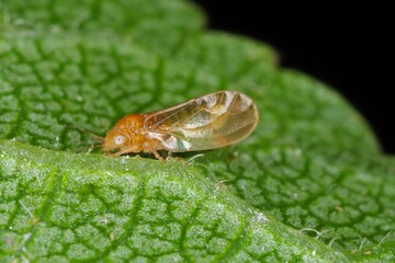 Cacopsylla pyri (pear psylla, European pear sucker) Psyllidae, tended by black garden ants.