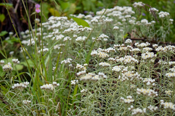 Rare Himalayan flower Anaphalis triplinervis blooming during monsoon trek to Valley of Flowers National Park, a unesco world heritage site in  nanda devi biosphere reserve site in Uttarkhand, India.