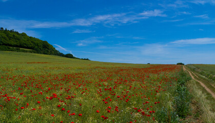 Poppy Field near Guildford Surrey England