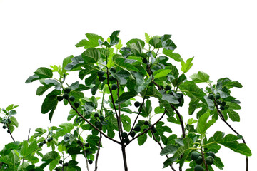 Closeup of figs on the branch of a fig tree isolated on white background. 