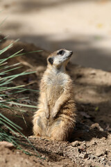 Meerkats at San Diego Zoo California