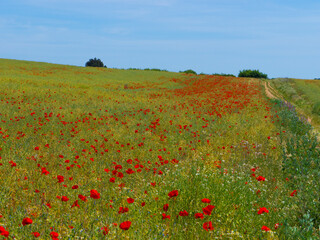 Poppy Field near Guildford Surrey England