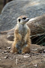 Meerkats at San Diego Zoo California