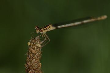close up of dragonfly