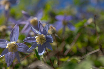 Beautiful blue flower, ivy, loach. Selective autofocus.