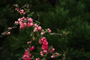 Japanese quince (Chaenomeles) bush blossoming with red flowers.  Floral background. Selective focus.
