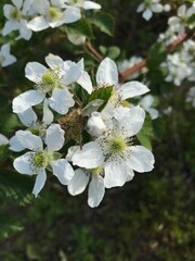 cluster of pretty white wild flowers in the afternoon
