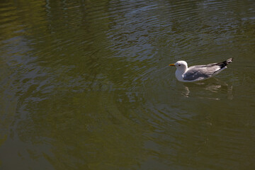 Sea gull on green, calm water. There is a place for text.