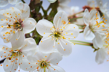 Sprig of blooming white cherry closeup