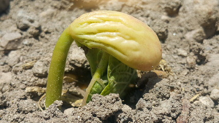 Bean sprout. Germination of beans from seeds in natural sunlight.