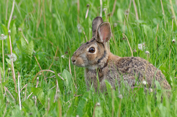 A young Eastern Cottontail in the grass