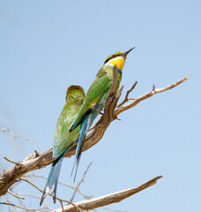 Pair of Swallow-tailed Bee-eaters in the Kalahari South Africa