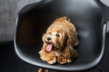 Toy poodle lying on black chair and show tongue