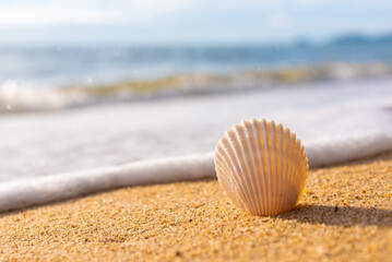 Obraz premium seashell in focus on a blurry background of the sea of the beach, a paradise in Thailand on Koh Samui, vacation on the island