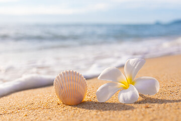 Fototapeta na wymiar seashell and frangipani flower in focus on a blurry background of the sea of palm trees and the beach, a paradise in Thailand on Koh Samui, vacation on the island