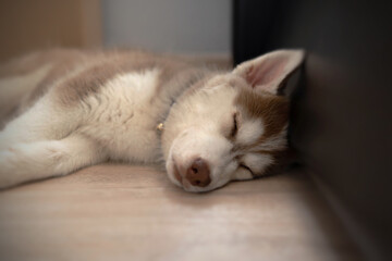 Copper Siberian Husky puppy sleeping on wooden floor inside at home.