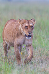 Lioness walking in Masai Mara Conservancy, kenya