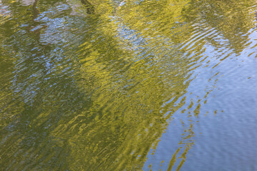 Reflection of green trees in the water