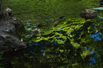 Beautiful blurry reflection of green leaves and blue sky in stream water in woods. Vincennes forest in Paris, France. Abstract nature beauty background. Zen concept. Selective focus.
