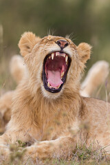 Obraz na płótnie Canvas Young lion yawning in Masai Mara , Kenya