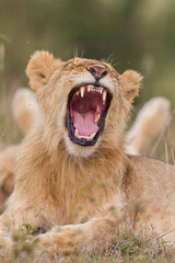 Fototapeta na wymiar Young lion yawning in Masai Mara , Kenya