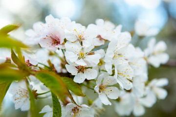 Cherry blossoms against a blue sky