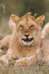 Obraz na płótnie Canvas Young lion in Masai Mara , Kenya