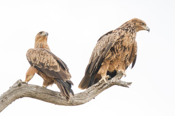 Pair of Tawny Eagles perched in a dead tree, Kruger Park