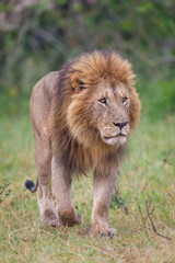 Lion walking in Masai Mara Conservancy, kenya