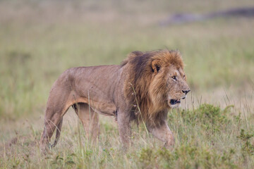 Lion walking in Masai Mara Conservancy, kenya