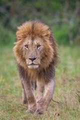 Lion walking in Masai Mara Conservancy, kenya
