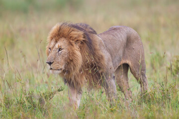 Lion walking in Masai Mara Conservancy, kenya