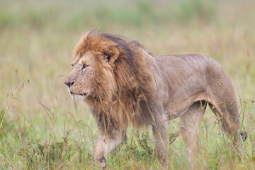 Lion walking in Masai Mara Conservancy, kenya