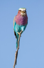 Lilac Breasted Roller calling fromperch
