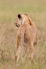  lioness  in the savannah