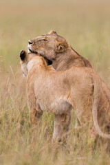 Obraz premium Two lionesses together ine the savannah