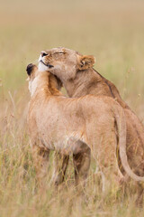 Two lionesses together ine the savannah