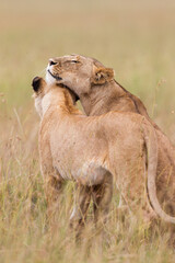Obraz premium Two lionesses together ine the savannah