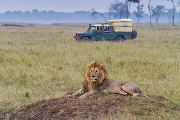Fototapeta premium Lion resting in Masai Mara Conservancy with a safari vehicle at he background